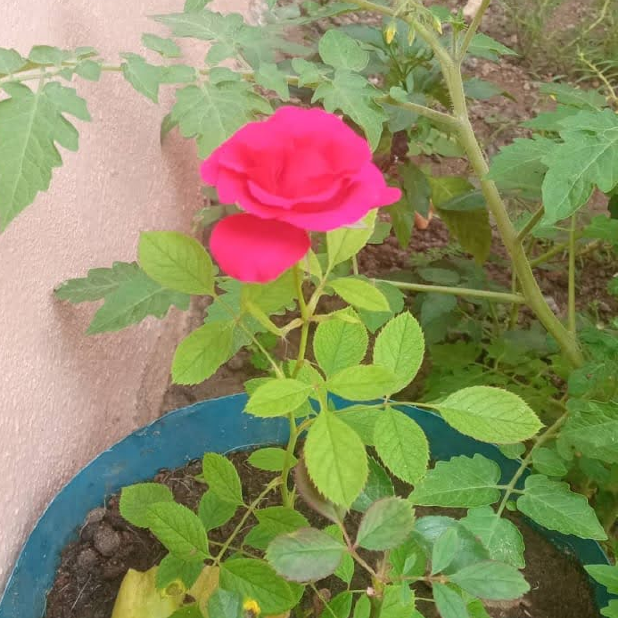 The Garden of Dreams Cultivating Happiness, One Plant at a Time